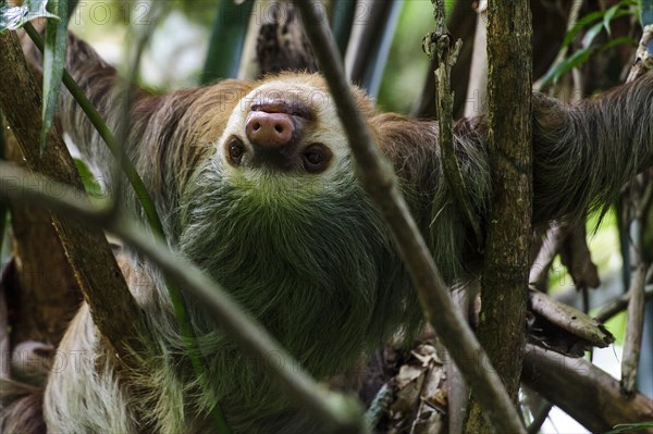 Linnaeus's two-toed sloth (Choloepus didactylus)