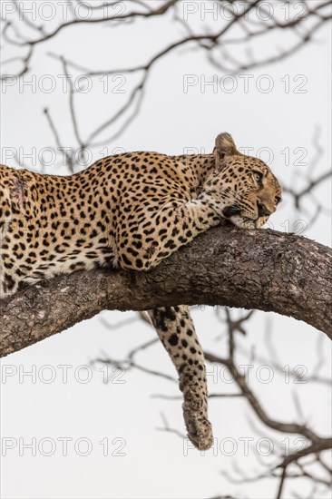 Resting Leopard (Panthera pardus) on tree