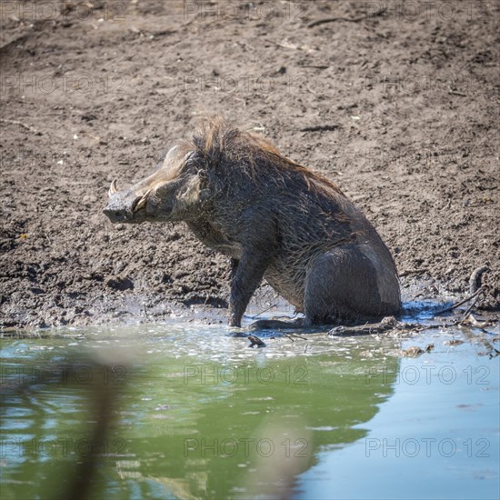 Warthog (Phacochoerus Africanus) sitting at waterhole