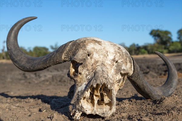 African buffalo (Syncerus caffer) skull bones