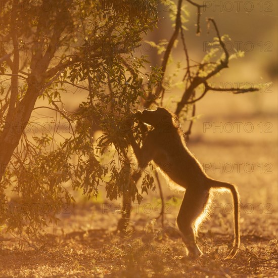 Chacma or Cape baboon (Papio ursinus) feeding on bush