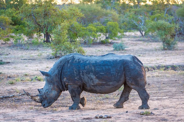 White rhinoceros (Ceratotherium simum) walking through African bush