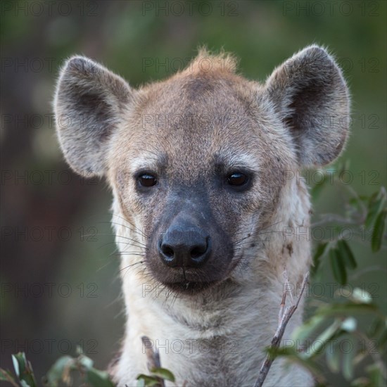 Laughing hyena