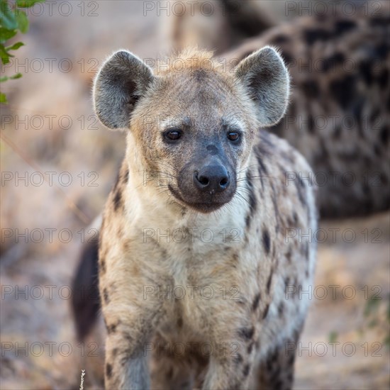 Laughing hyena