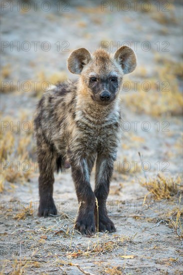 Young spotted laughing hyena (Crocuta crocuta)