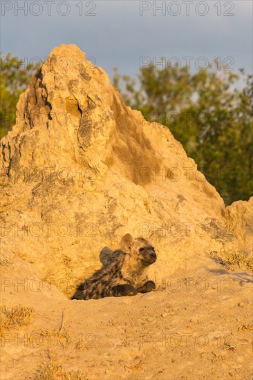 Spotted or laughing hyena (Crocuta crocuta) looking out of den