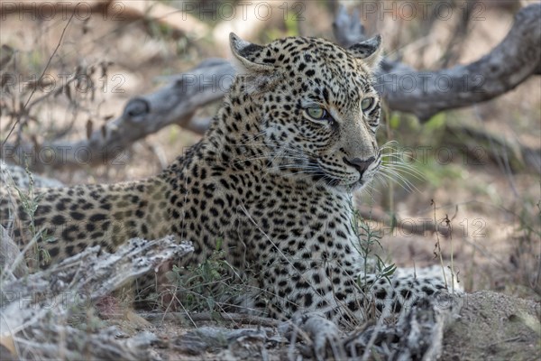 Resting Leopard (Panthera pardus)