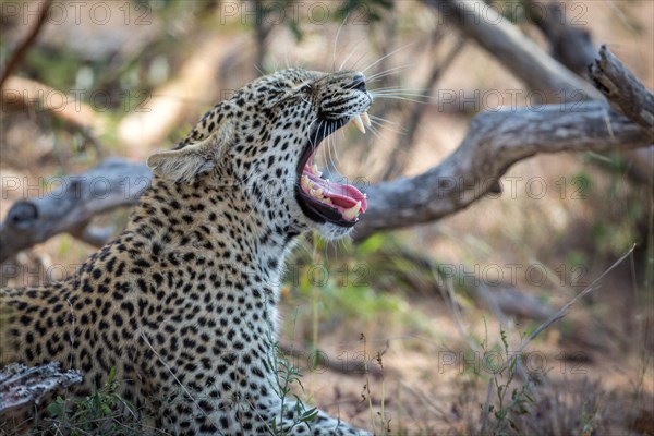 Leopard (Panthera pardus) yawning