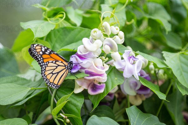 Monarch butterfly (Danaus plexippus) on flower