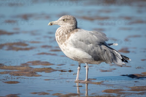 American Herring Gull (Larus smithsonianus) stands in mudflat