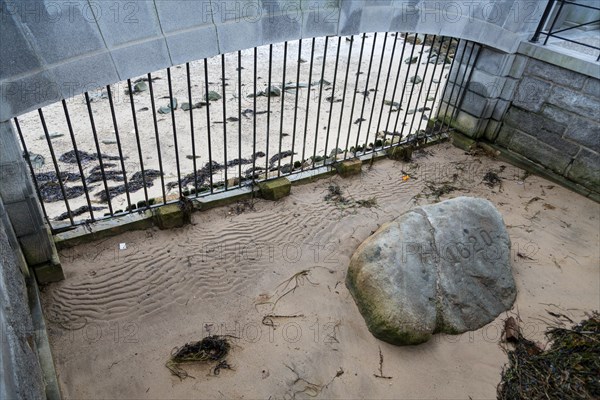 Plymouth Rock