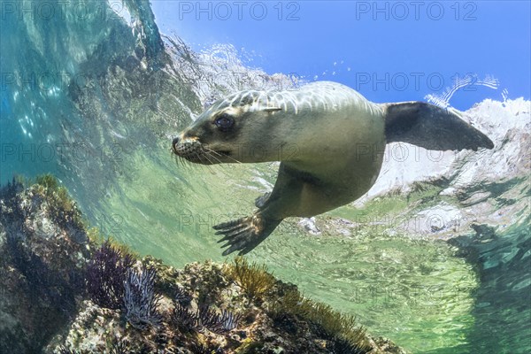 California sea lion (Zalophus californianus)