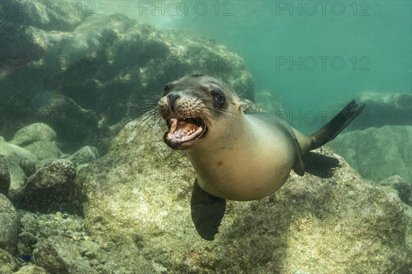 California sea lion (Zalophus californianus)