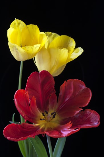 Yellow tulips and red parrot tulip (Tulipa)