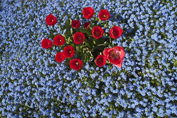 Red tulips (Tulipa sp.)