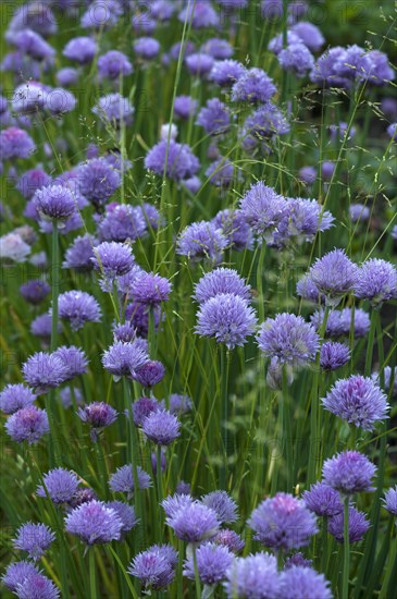 Flowering chives (Allium schoenoprasum)