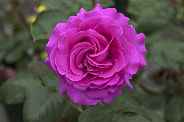 Pink rose (Rosa sp.) flower