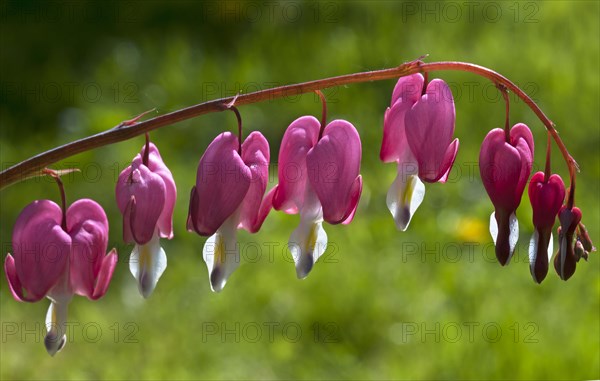 Bleeding heart (Lamprocapnos spectabilis)