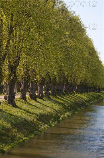 Large-leaved linden