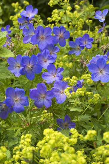 Meadow crane's-bill (Geranium pratense)