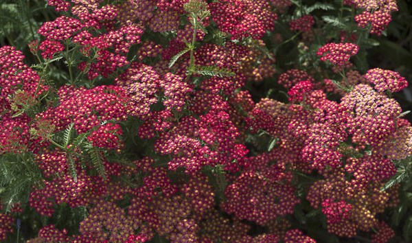 Red Yarrow (Achillea filipendulina)