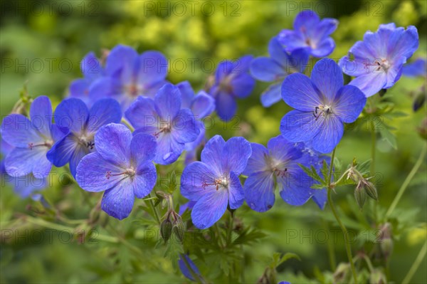 Meadow crane's-bill (Geranium pratense)