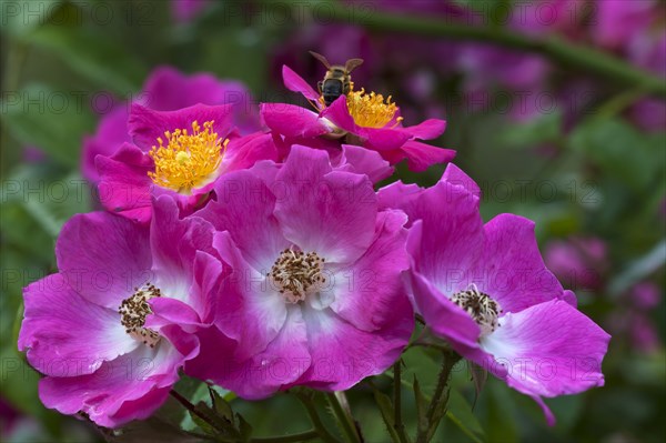 Pink flowers of the climbing rose