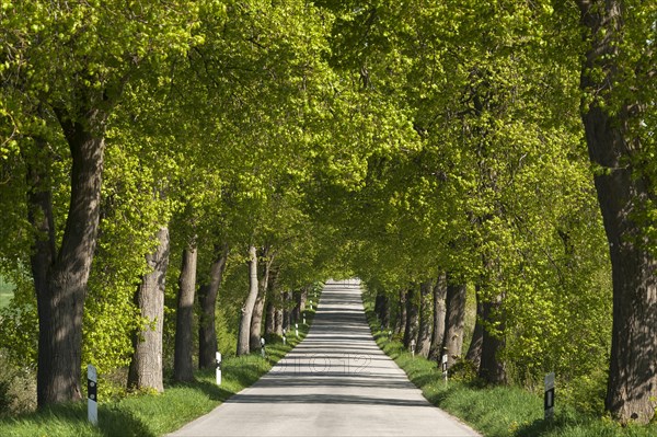 Largeleaf linden (Tilia platyphyllos) avenue