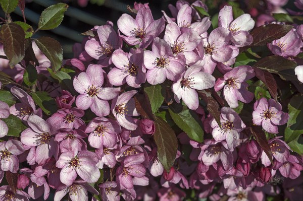 Flowering Crabapple (Malus sp.)