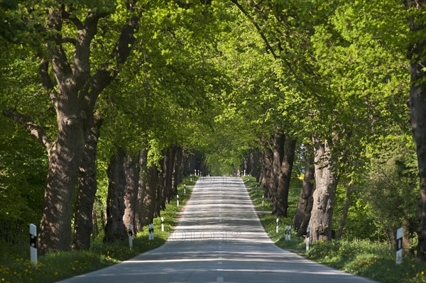 Largeleaf linden (Tilia platyphyllos) avenue