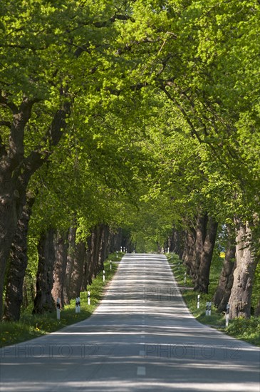 Largeleaf linden (Tilia platyphyllos) avenue