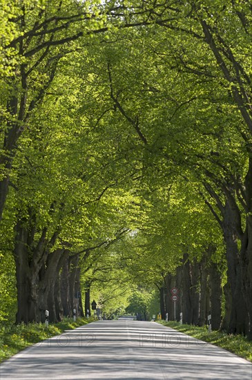 Largeleaf linden (Tilia platyphyllos) avenue