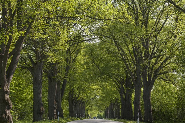 Largeleaf linden (Tilia platyphyllos) avenue