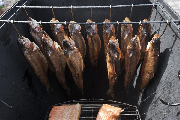 Smoked trout (Salmo trutta) in flue