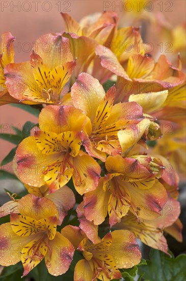 Yellow Peruvian lily (Alstroemeria)