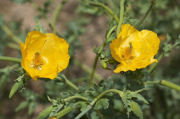 Yellow Horned Poppy (Glaucium flavum)