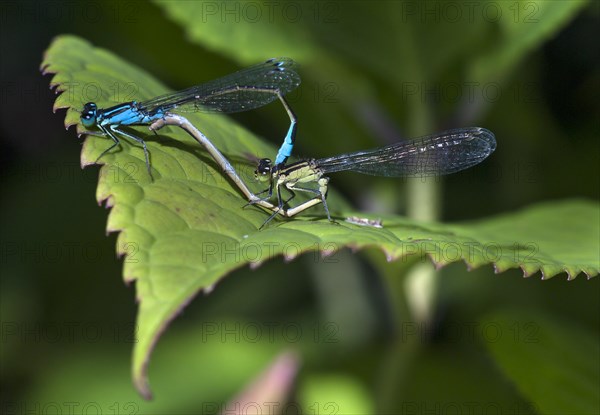 Helm Azurjungfer (Coenagrion mercuriale) mating on leaf