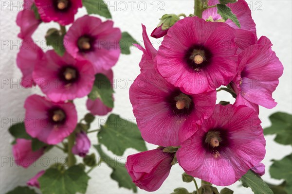 Common hollyhock (Alcea rosea)