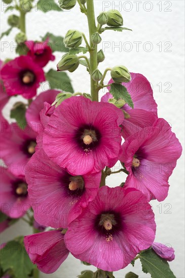 Common hollyhock (Alcea rosea)