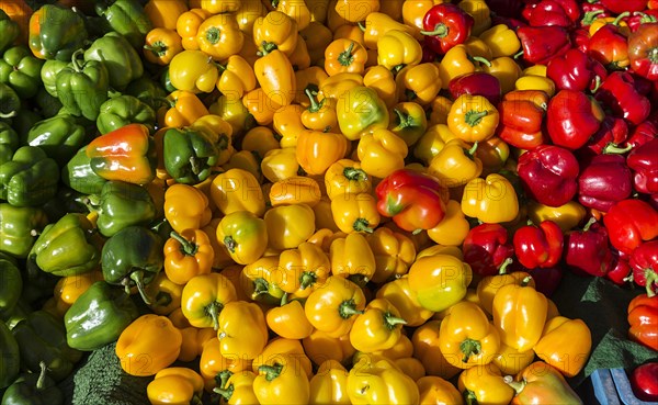 Bell pepper (Capsicum) green