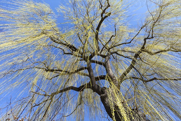 Weeping willow (Salix) with leaf growth in spring