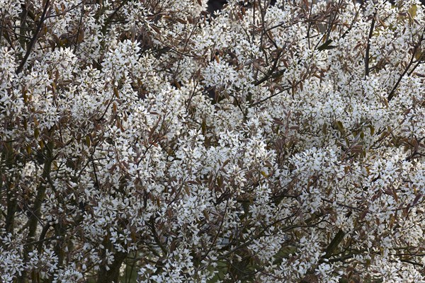 Flowers of a shadbush (Amelanchier)