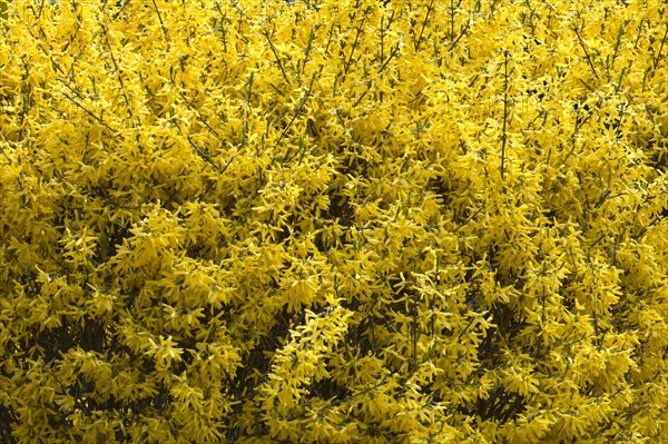 Flowering Forsythia (Forsythia)