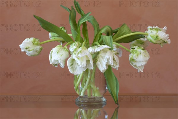 White Parrot Tulips (Tulipa gesneriana Parrot Group)