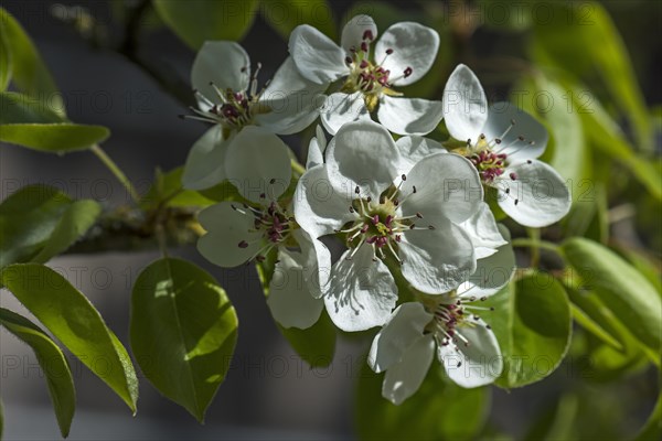 Flowers of an oil willow-leaved pear (Pyrus elaeagrifolia)