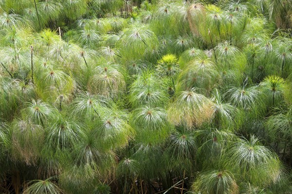 Papyrus sedge (Cyperus papyrus)