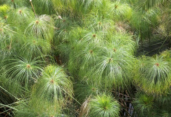 Papyrus sedge (Cyperus papyrus)