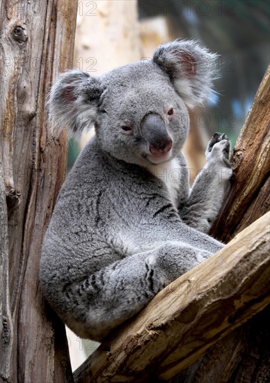 Koala (Phascolarctos cinereus)