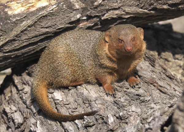 Dwarf mongoose (Helogale parvula)