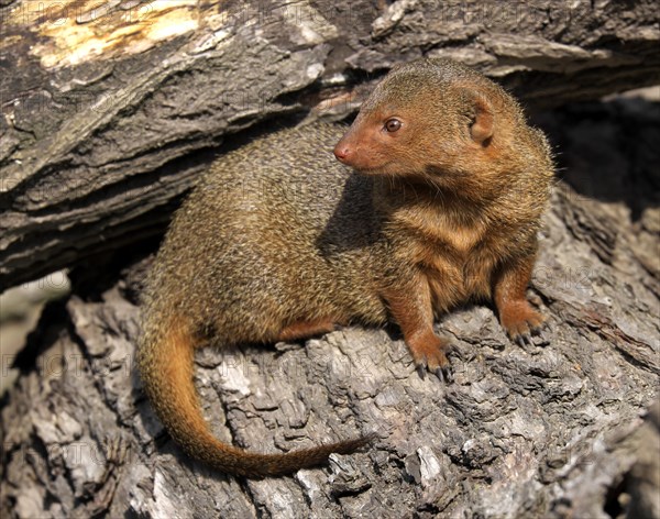 Dwarf mongoose (Helogale parvula)